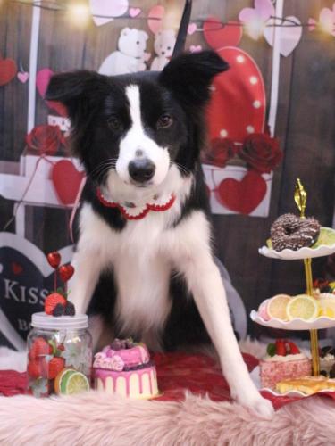 20250218ラブちゃん